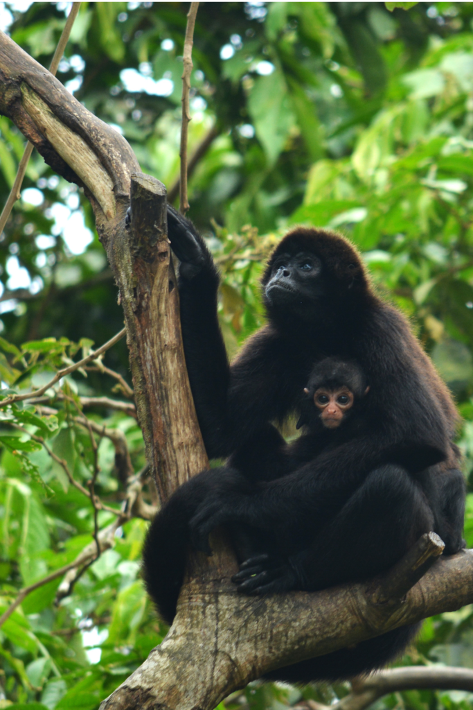 img-03-free-img mono arana de cabeza cafe 2